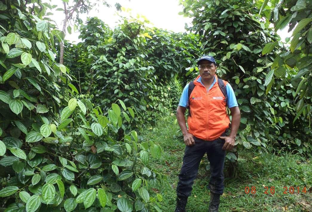 Asociación Agropimentera del Valle del Guamuéz - ASAPIV