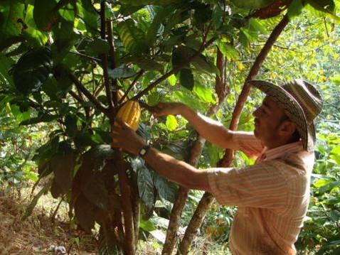 Asociación Municipal de Cacaocultores de Anorí- ASOMUCAN